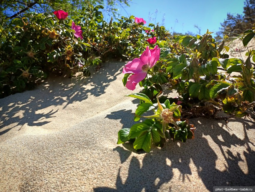 Вне истории. Мёд и Балтика. День 1. Ознакомление (фото 2)