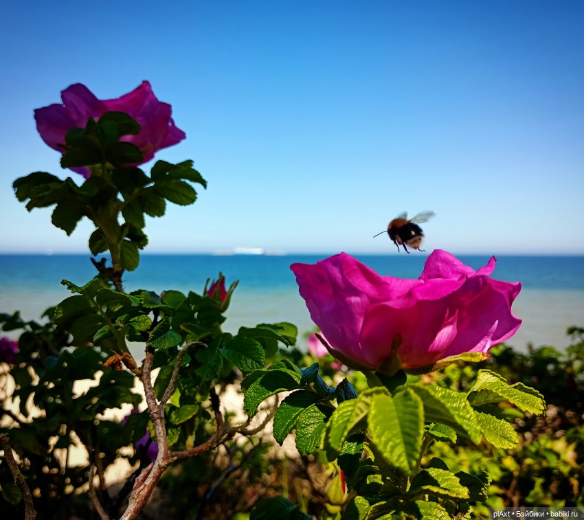 Вне истории. Мёд и Балтика. День 1. Ознакомление (фото 5)