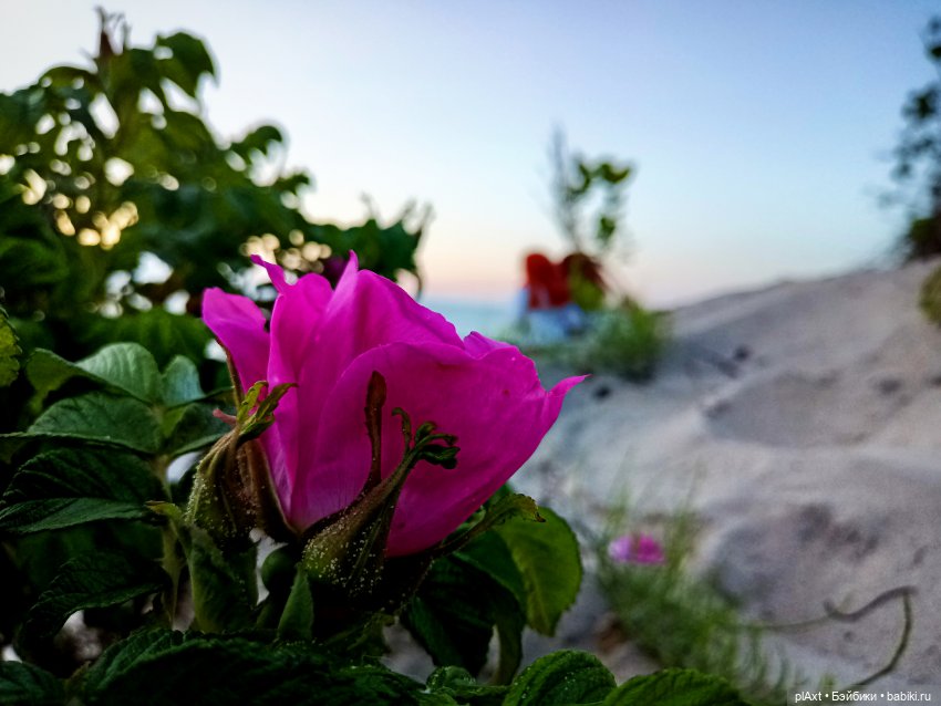 Вне истории. Мёд и Балтика. День 1. Ознакомление