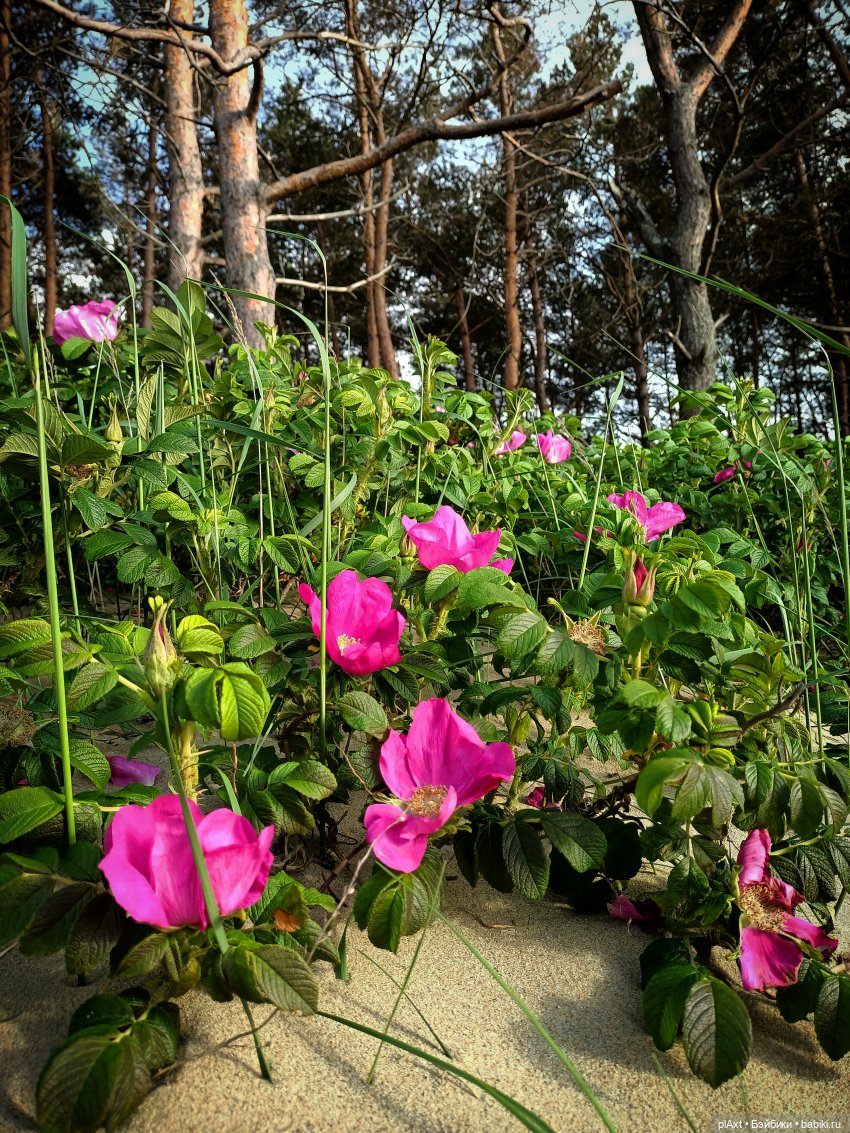 Вне истории. Мёд и Балтика. День 2. Шляпка (фото 8)