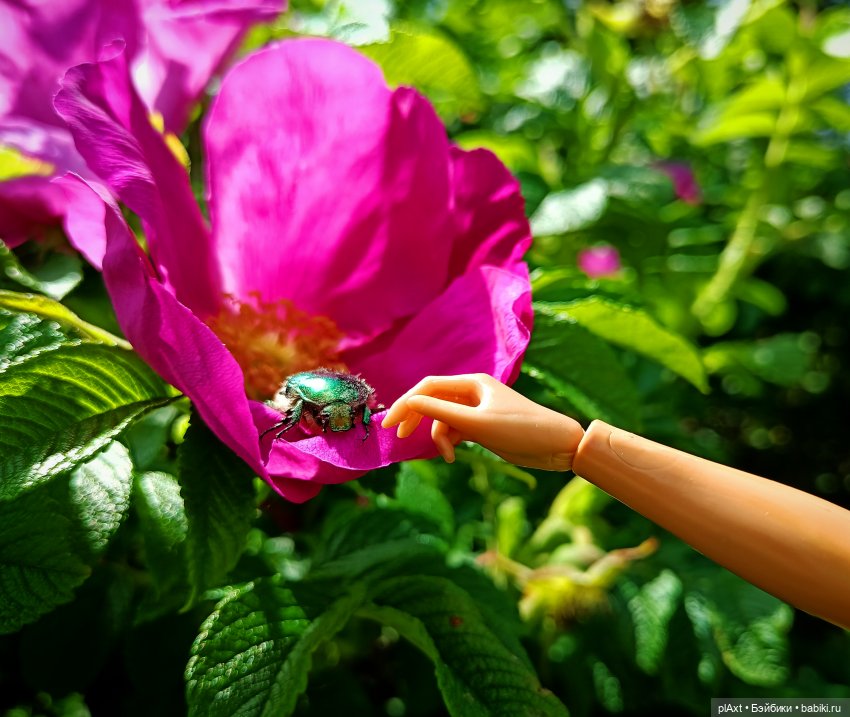 Вне истории. Мёд и Балтика. День 2. Шляпка (фото 6)