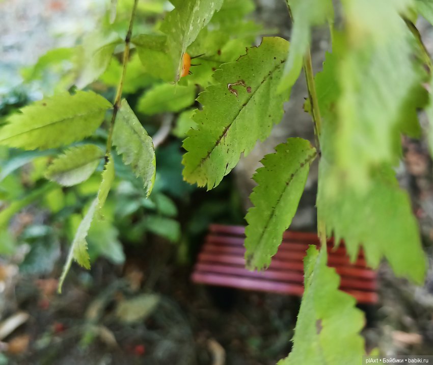 60. Сашенька — Кукольные фотоистории и сериалы: комиксы