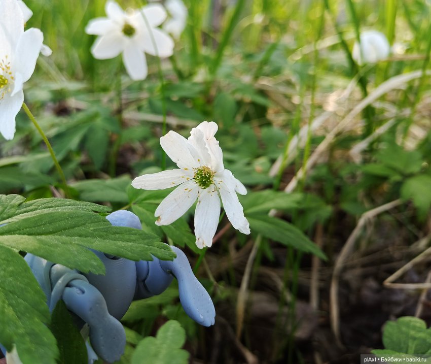 Кроля на выгуле | Бэйбики Кроля на выгуле — Разные куклы BJD (БЖД): редкие бренды