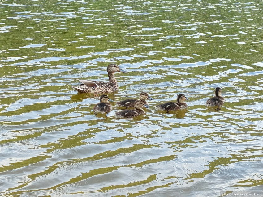 Купание Вранушки — Куклы Barbie (Барби): Looks