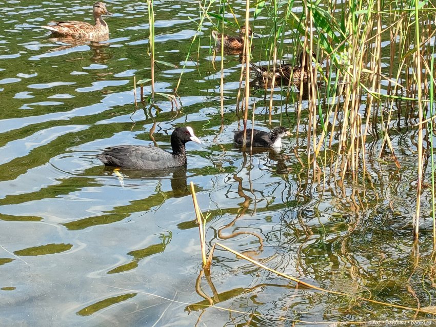 Купание Вранушки — Куклы Barbie (Барби): Looks