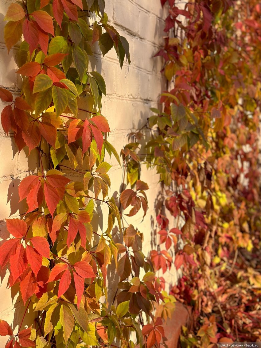 МУЗФЕСТ 2024. Не дай ему уйти. Совместный проект