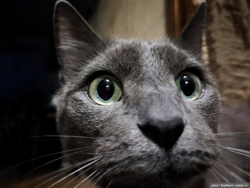 Квартирник 0125 ❄️ — Кукольные флешмобы: Эстафеты