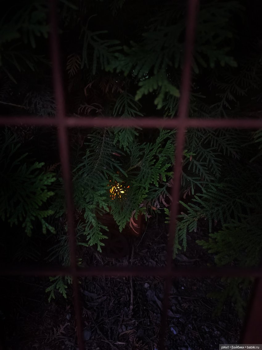 АВГУСТФЕСТ. Эпизод с Максом и Дональдом из книги "Птицы, звери и родственники" (Дж.Даррелл)