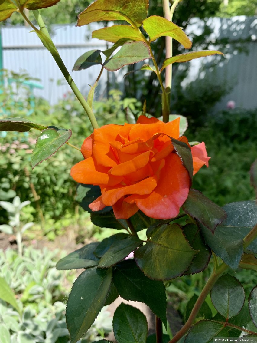 Как Лаванда от Christine Orange на даче отдыхала