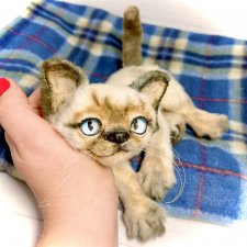 Сима - котёнок тедди в стиле натюр.🐱🥰💐