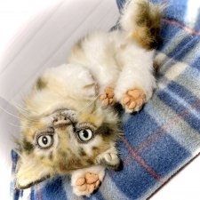 Мася, котёнок тедди в стиле натюр 🐱