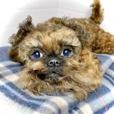 Šhrek. Щенок гриффона, 30 см, натюр🐶