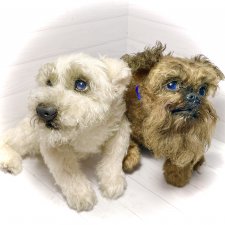 Šhrek и Bella. Щенки тедди натюр 🐶🐾