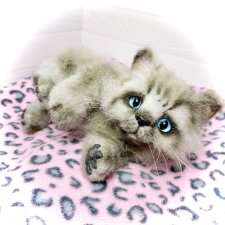 Smoke. Котик тедди натюр 🐾🐈‍⬛