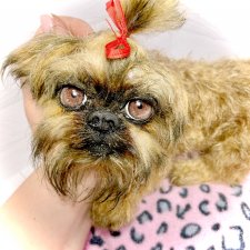 Бона ( щенок гриффона 20 см)🐾🐶