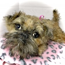 Глаша гриффоняша 🐾🐶20 см