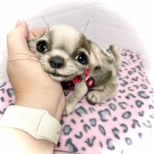 Yummi 🐾🐶чихуашик