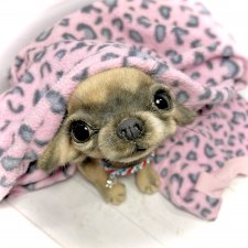 Chika 🐾🐶чихуахуа тедди