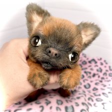 Sun(Солнышко)☀️🐾🐶