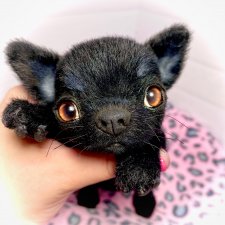 Blacky (Черныш)🐾🐾🐶