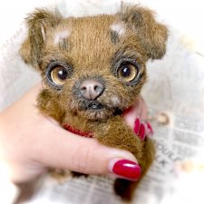 Бруно 🐶🐾🐾