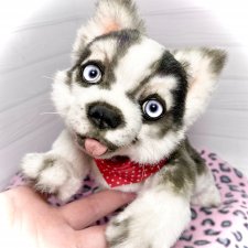Акито 🐾🐶 Акито 🐾🐶