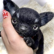 Спэйси 🐾🐶