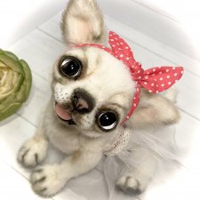 Мира 🐶🐾🐾🐾