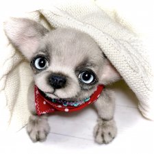 Алеф 🐾🐶😊