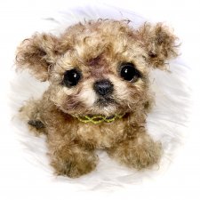 Мальтипу🐶