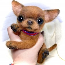 Ромис 😊🐾🐶