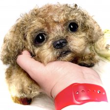 Kraš🐶🐾🐾🐾