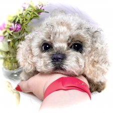 Хати 🐶🐾🐾🐾