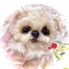 Юки ( щенок Тедди)