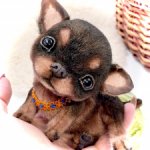 Мася ( щенок чихуахуа)