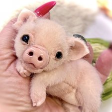 Жорик ( Тедди хрюшка)