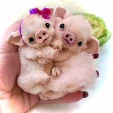 Бонапарт и Жозефина (Боня и Жози)