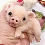 Жорик ( Тедди хрюшка)