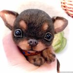 Мася ( щенок чихуахуа)