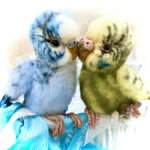 Кеша и Чика