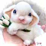 Cotton