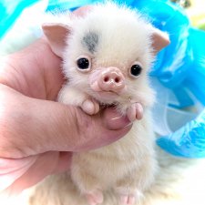 Зюзя 🐷