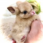 Mimi