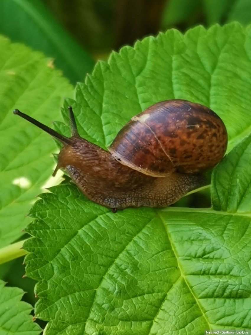 ☀Летние приключения Мишутки 🍓 или Окошко в лето 🌻 | Бэйбики ☀Летние приключения Мишутки 🍓 или Окошко в лето 🌻