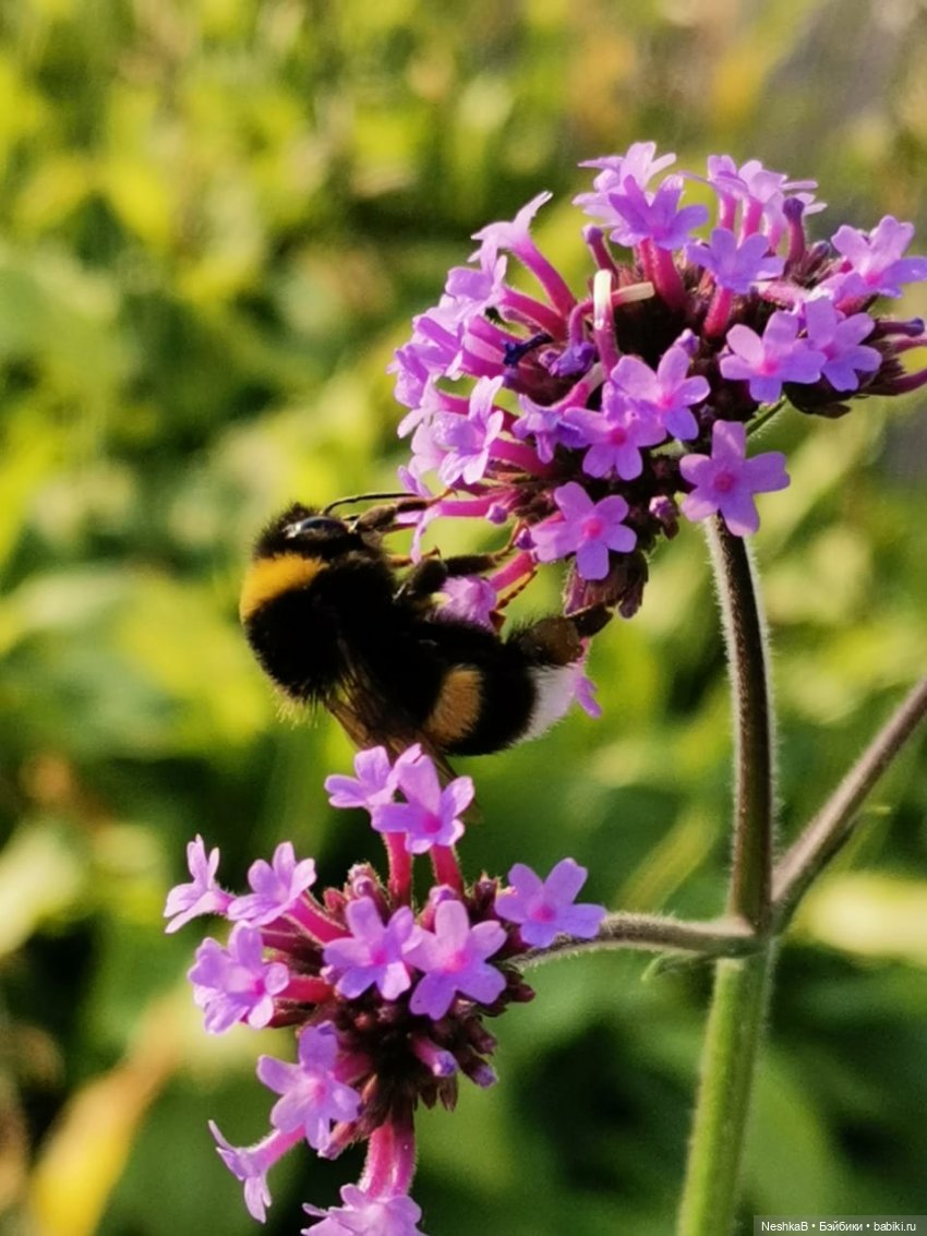 ☀Летние приключения Мишутки 🍓 или Окошко в лето 🌻 | Бэйбики ☀Летние приключения Мишутки 🍓 или Окошко в лето 🌻 (фото 5)
