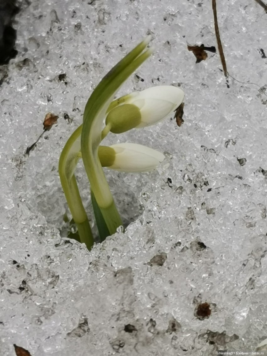 Весна идёт, весне дорогу!🌱 (фото 5)