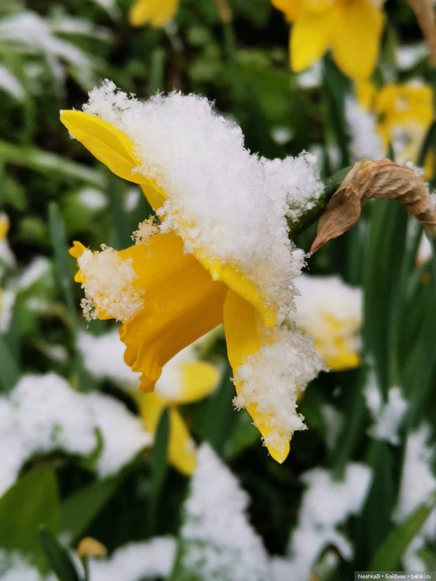 Катаклизм 🌷❄️🪻❄️ — Куклы Nines d'Onil (Нинес): Миа (Mia) (фото 3)