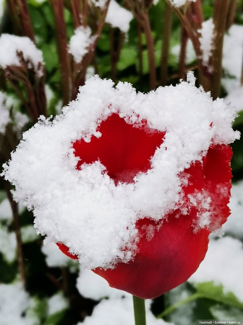 Катаклизм 🌷❄️🪻❄️ — Куклы Nines d'Onil (Нинес): Миа (Mia) (фото 2)