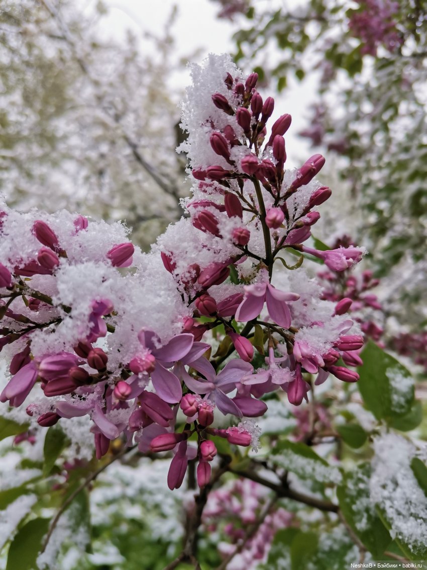 Катаклизм 🌷❄️🪻❄️ — Куклы Nines d'Onil (Нинес): Миа (Mia)