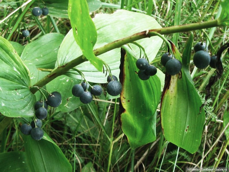 ВЕЧНАЯ ЗЕМЛЯ. 15. Голоса — Кукольные фотоистории и сериалы: комиксы